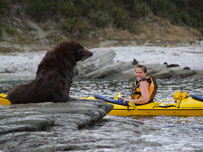 Guided Wildlife Kayaking Experience