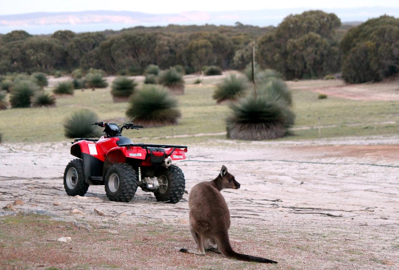 Sunset Kangaroo Safari  Kangaroo Island Outdoor Action