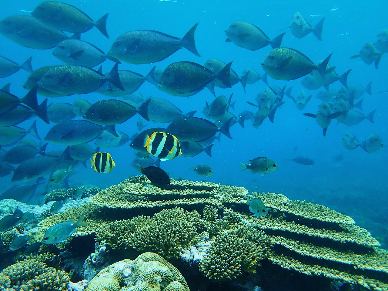 Coral Viewing and Snorkelling