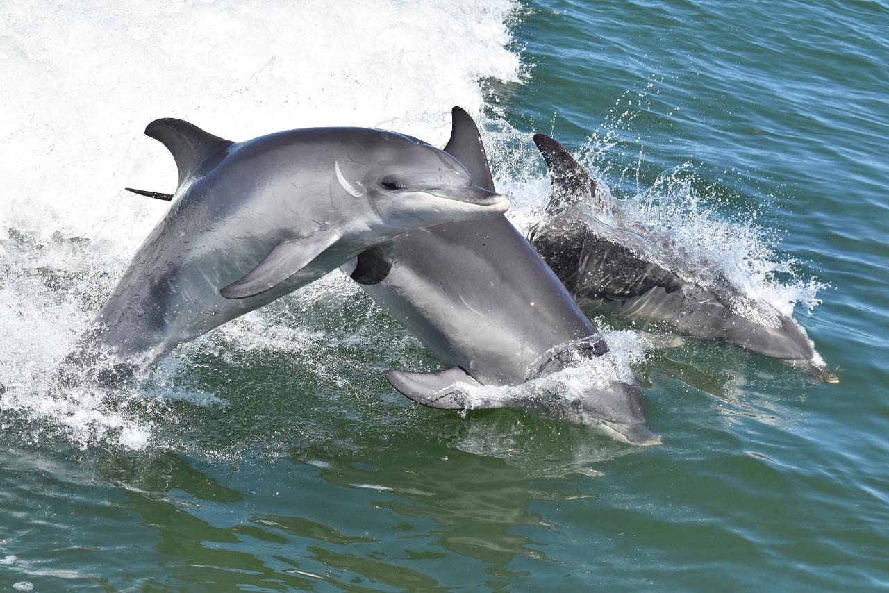 Dolphin Cruise & Views Tour