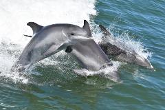 Dolphin Cruise & Views Tour