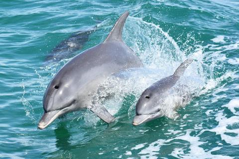 Dolphin Cruise & Views