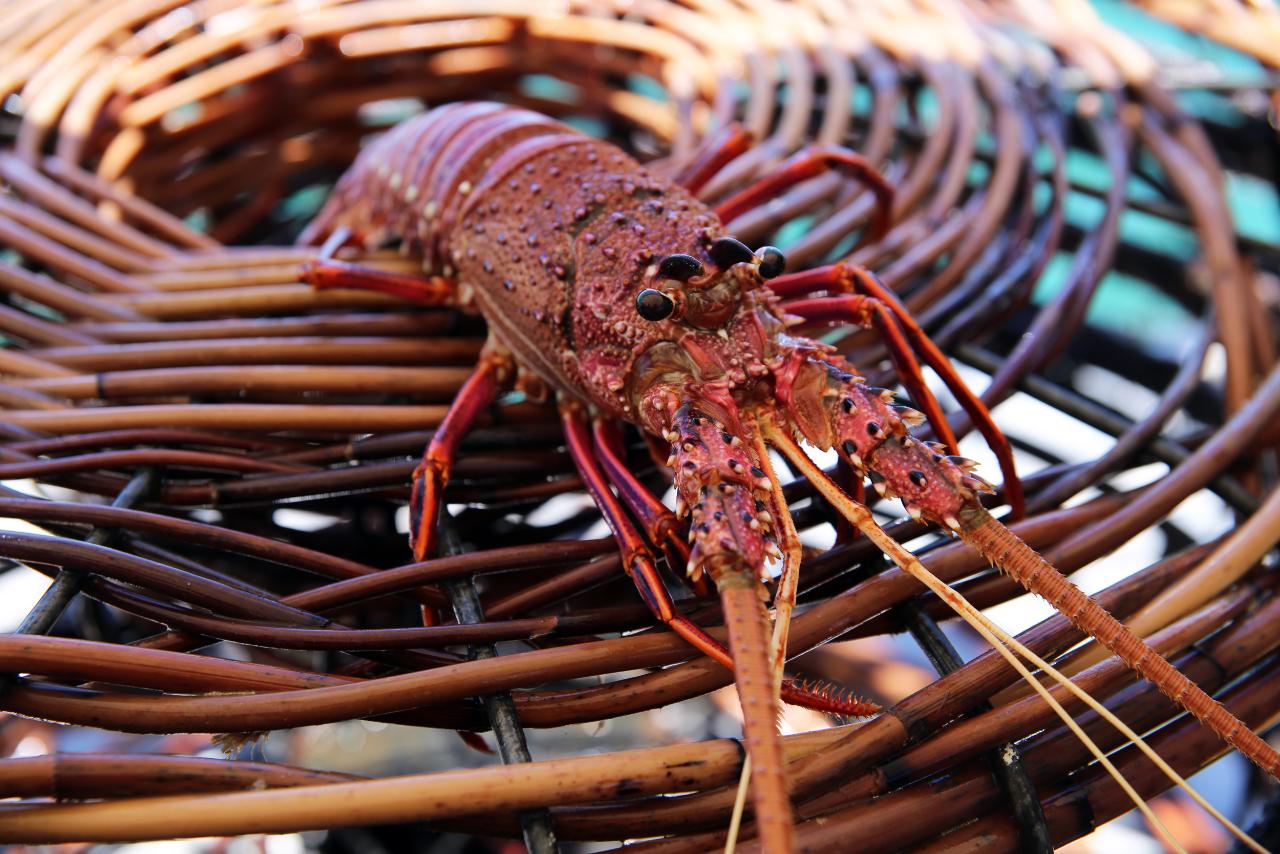 Crayfishing And Seafood Lunch Cruise - Mandurah Cruises