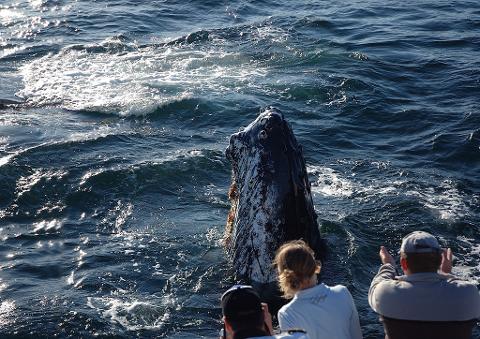 Barunguba Montague Island Whale Watch, Seals & Penguin Tour pm (landing ...