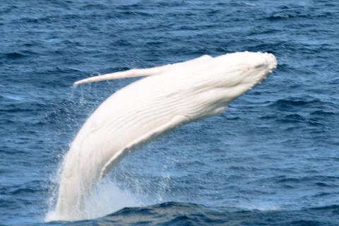 Whale Watch, Seals & Penguin Tour pm (3.5 hrs) (Landing on Island)