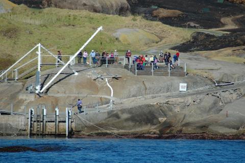 Montague Island Tour & Seal Snorkel Combo 1:00 pm 3.5 hrs (Landing on Island)