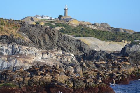 Montague Island afternoon Tour. - Departs 1:00 pm - Duration 2.5 hrs. (Landing on Island)