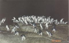 Montague Island Penguin Tour (Landing on Island)