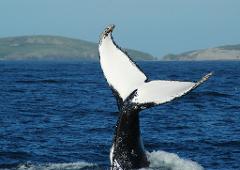 Montague Island, Whale Watch &, Seals Tour 1:00 pm   (Landing on Island)