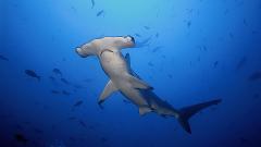 The Hammer Head Shark Experience Dive Charter