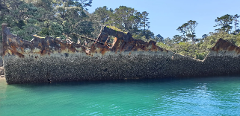 Local Marine Reserve Boat Dives (Kawau Island, Goat Island, Tawharanui)