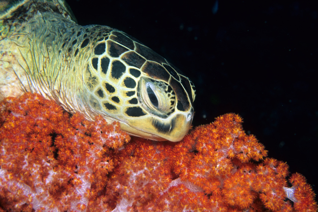 SSI Sea Turtle Ecology Specialty 