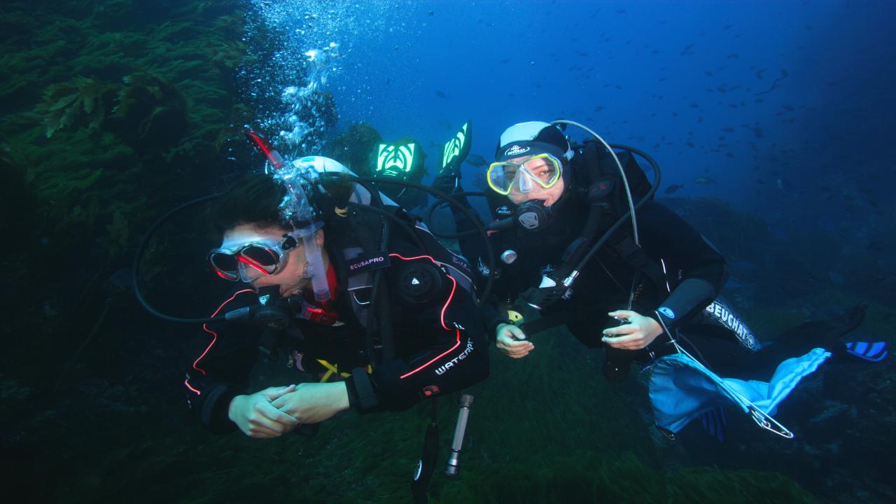 Great Barrier Dive Charter New Zealand Diving Reservations