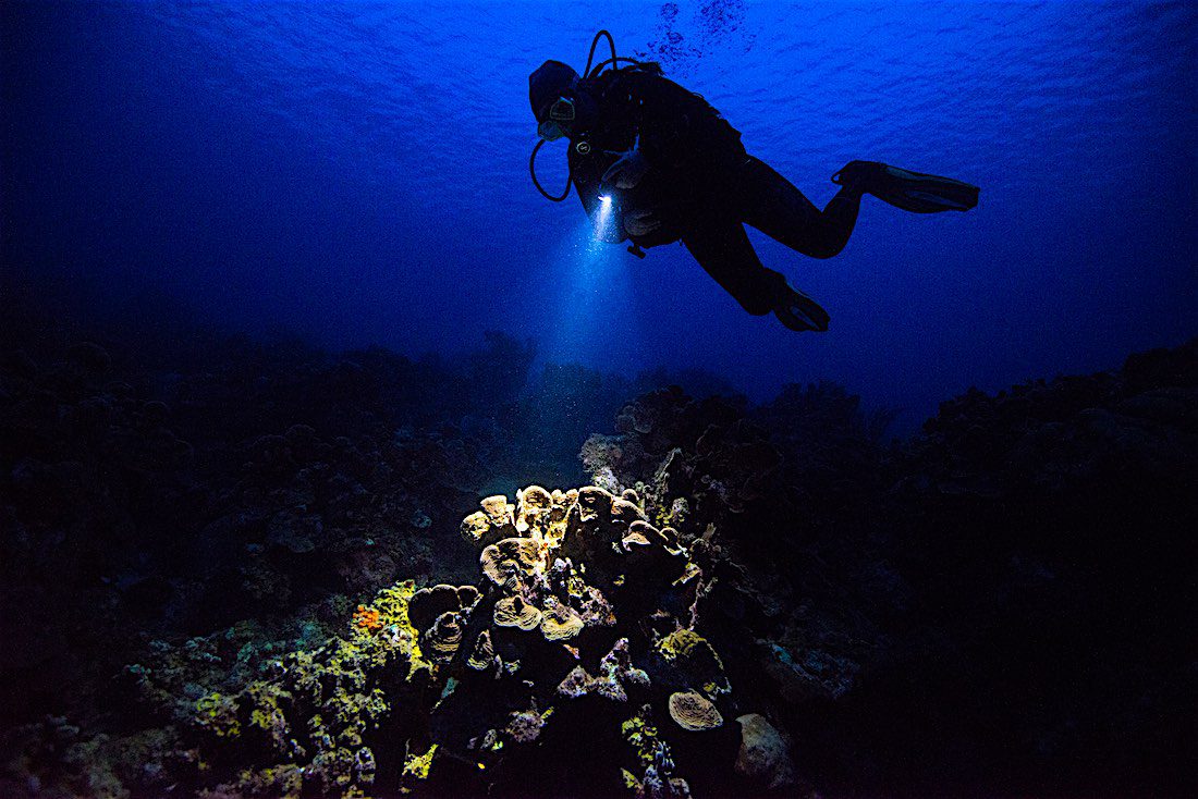 2 Night Dives - Goat Island/Matheson Bay