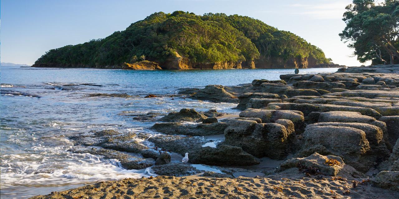 Goat Island/Tawharanui/ Kawau Island Dive Charter 