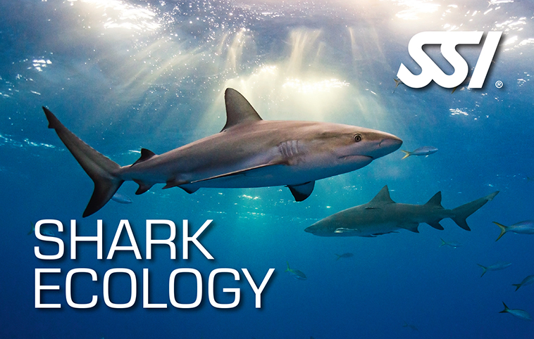 Shark Ecology Classroom 