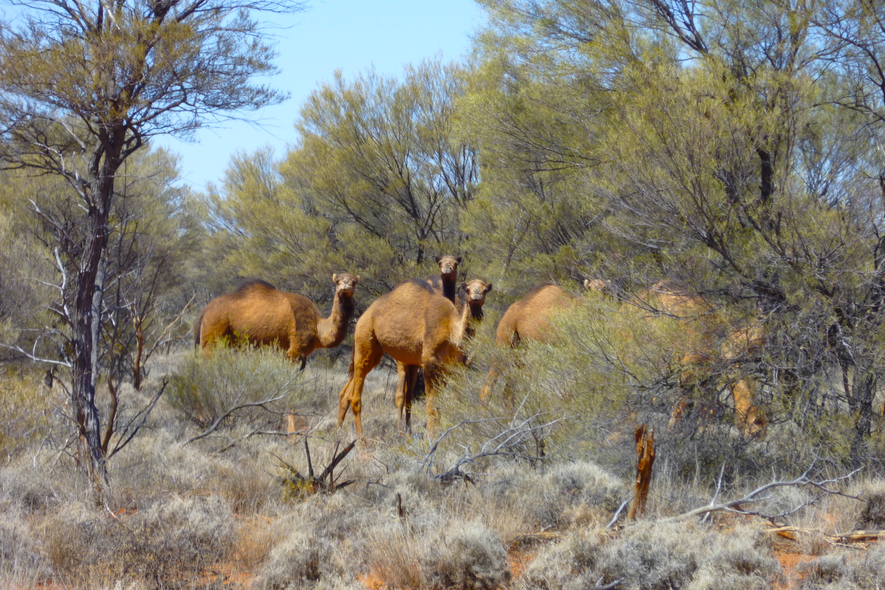Across Australia Tagalong Tour