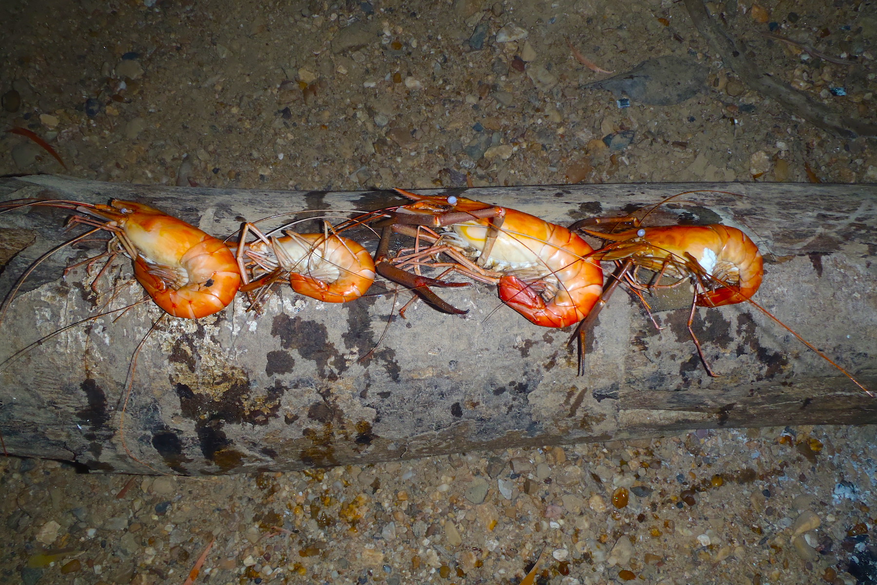 Cape York Trek Tagalong Tour