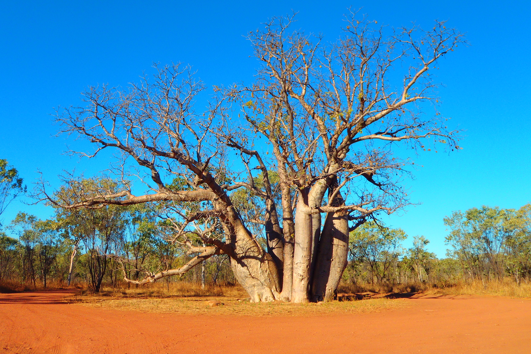 Great Savannah Tagalong Tour
