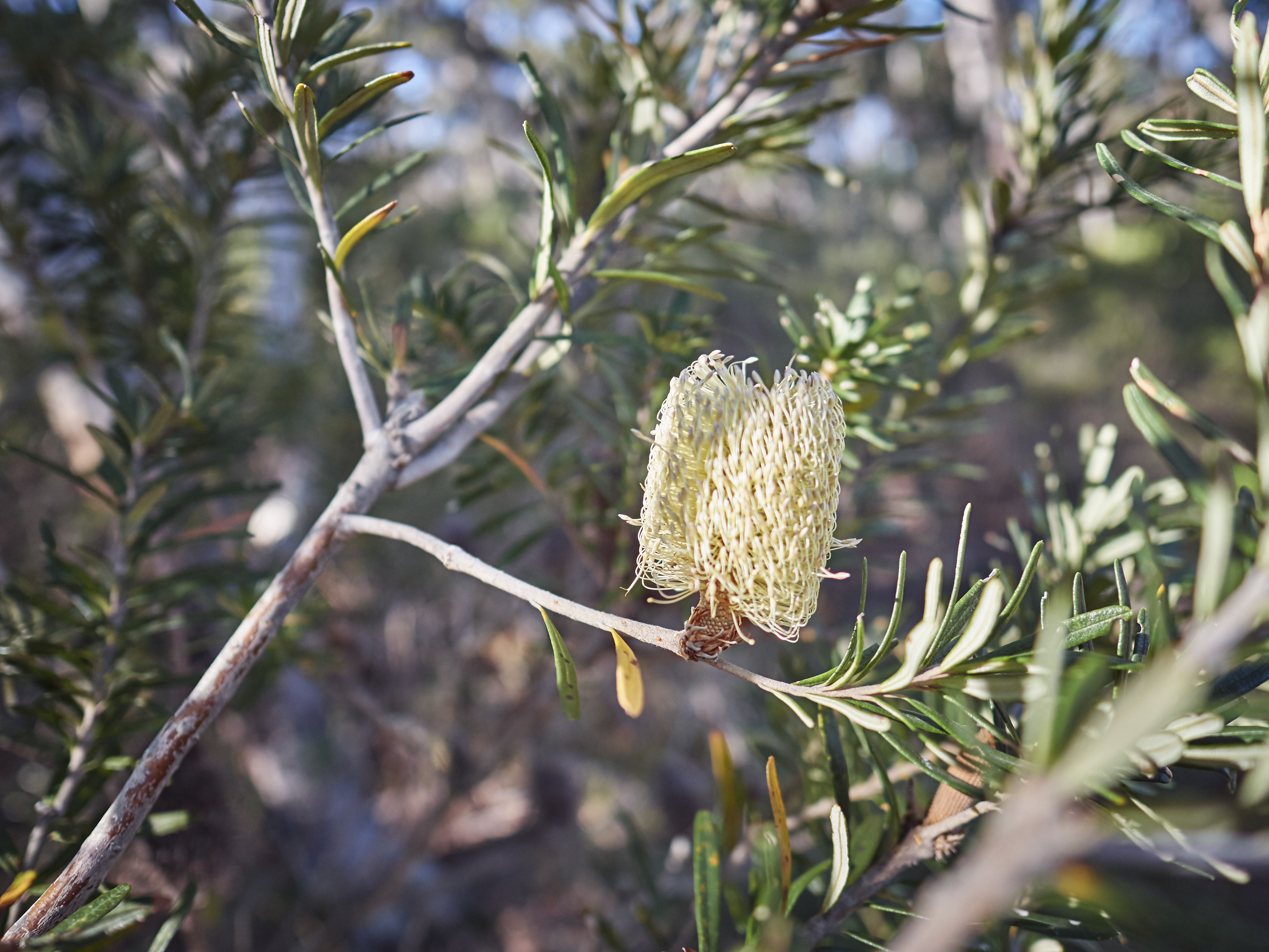 Three Capes and Tasman Peninsula Walking Tour