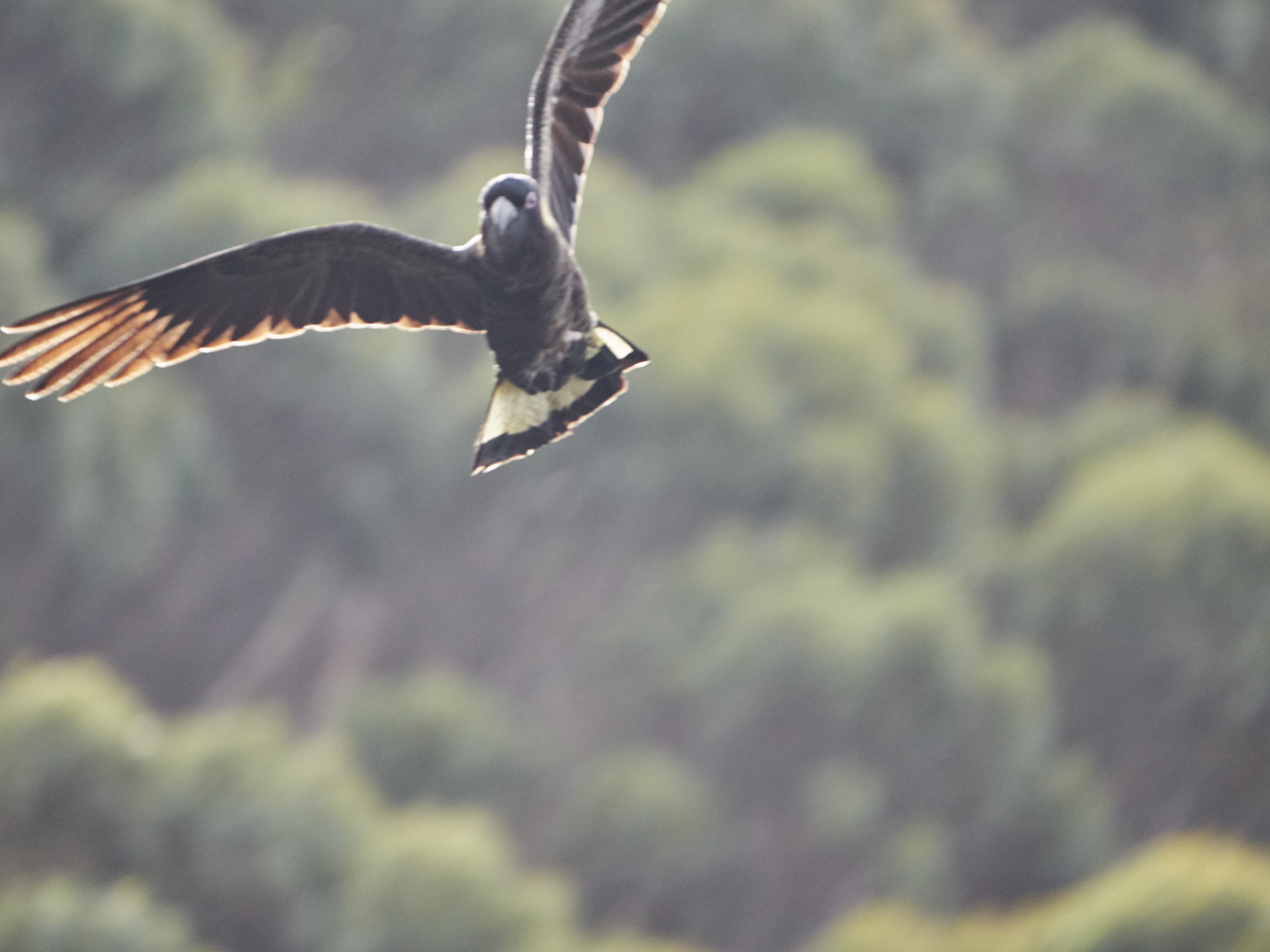 Three Capes and Tasman Peninsula Walking Tour