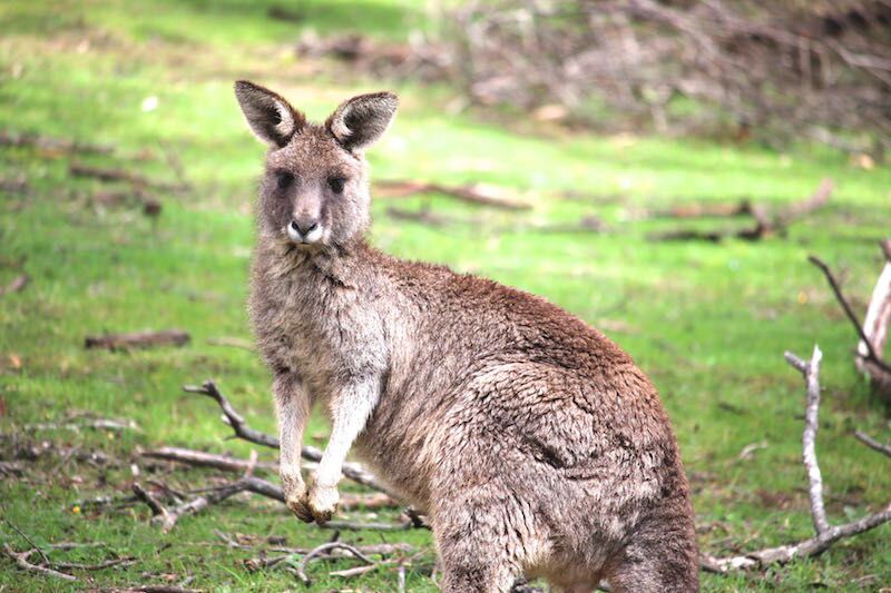 Gariwerd / Grampians Peak Trail Highlights - Victoria - 4 Days
