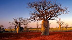 Kimberley 10 day walking tour Camping