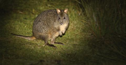 wulinantikala / Cradle Mountain – lutruwita / Tasmania – 4 Days Tasmania Australia