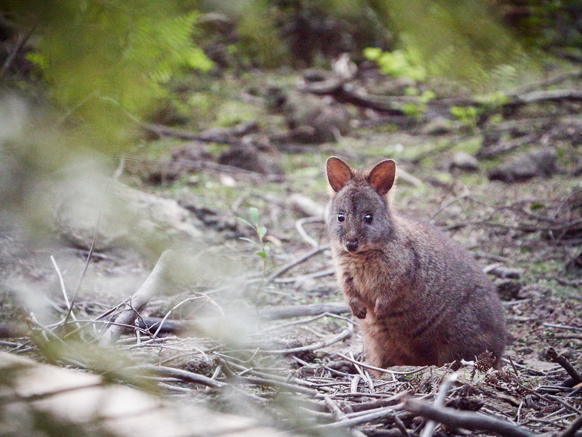 Three Capes and Tasman Peninsula Walking Tour