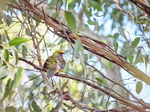 Tasman Peninsula Winter Escape