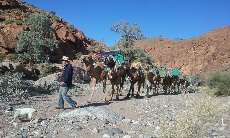 Ikara-Flinders Ranges with Camels - South Australia - 9 Days