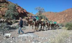 Flinders Ranges - Ikara with Camels - 9 day walking tour