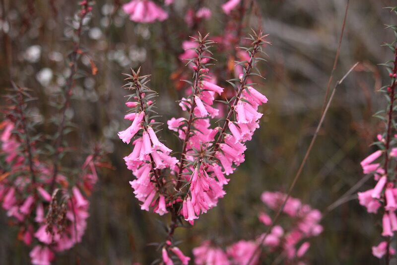 Gariwerd / Grampians Peak Trail Highlights - Victoria - 4 Days