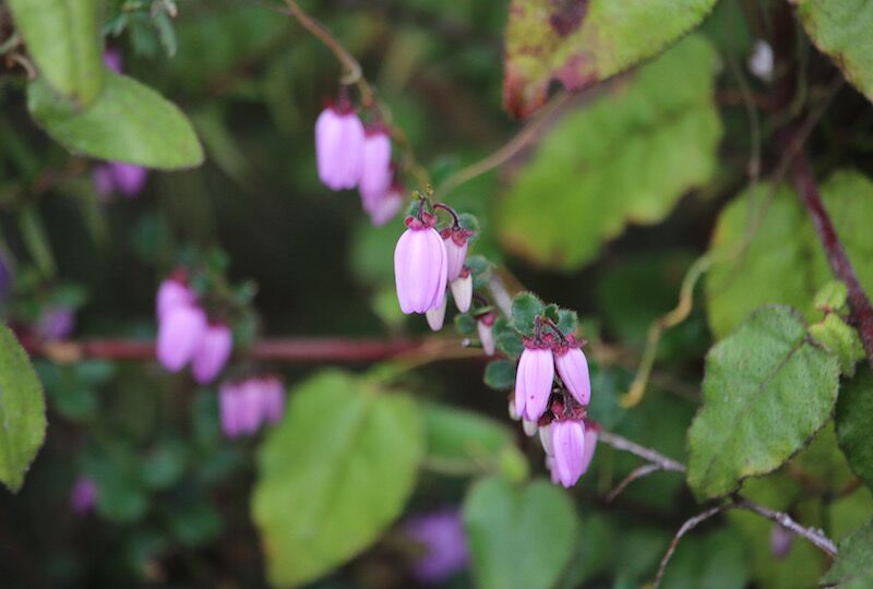 Gariwerd / Grampians Peak Trail Highlights - Victoria - 4 Days