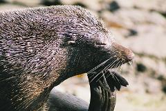 Walk, Seals & Sail
