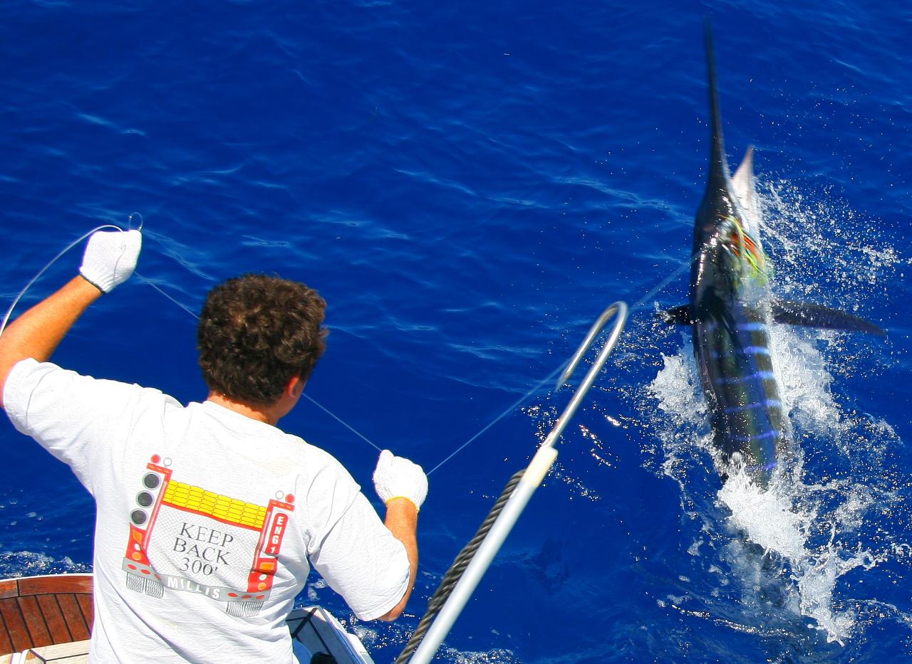 Bay of islands New Zealand Big Game Fishing - Full Day ...