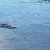 Paddle with the Platypus Adventure