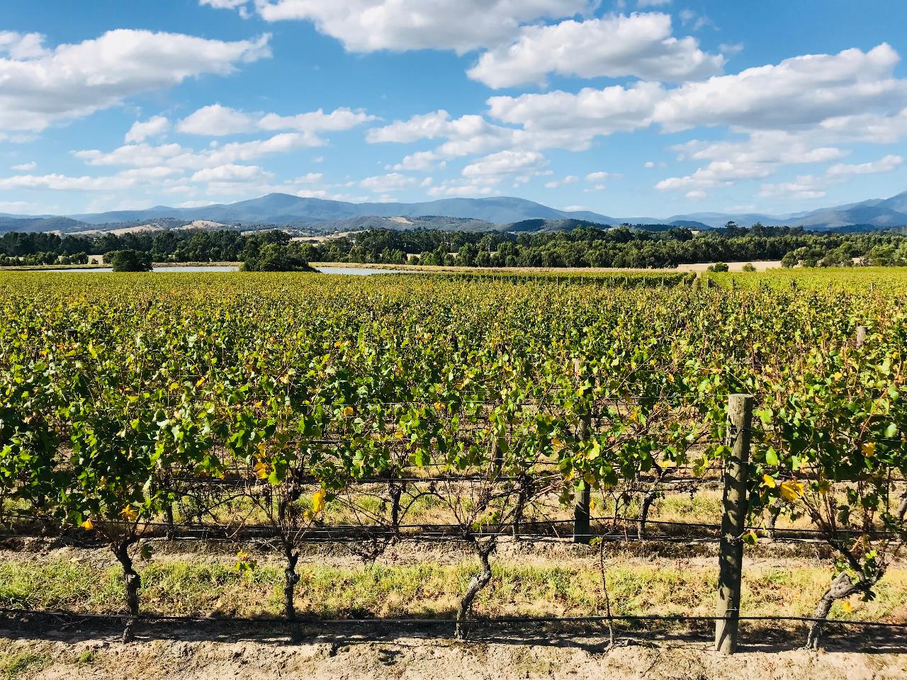 Hit the Road Tours: Yarra Valley Wineries Tour — Yarra Valley - Photo 2