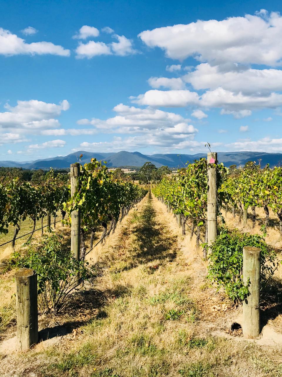 Yarra Valley Wineries Private Tour