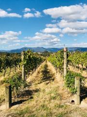 Yarra Valley Wineries Tour