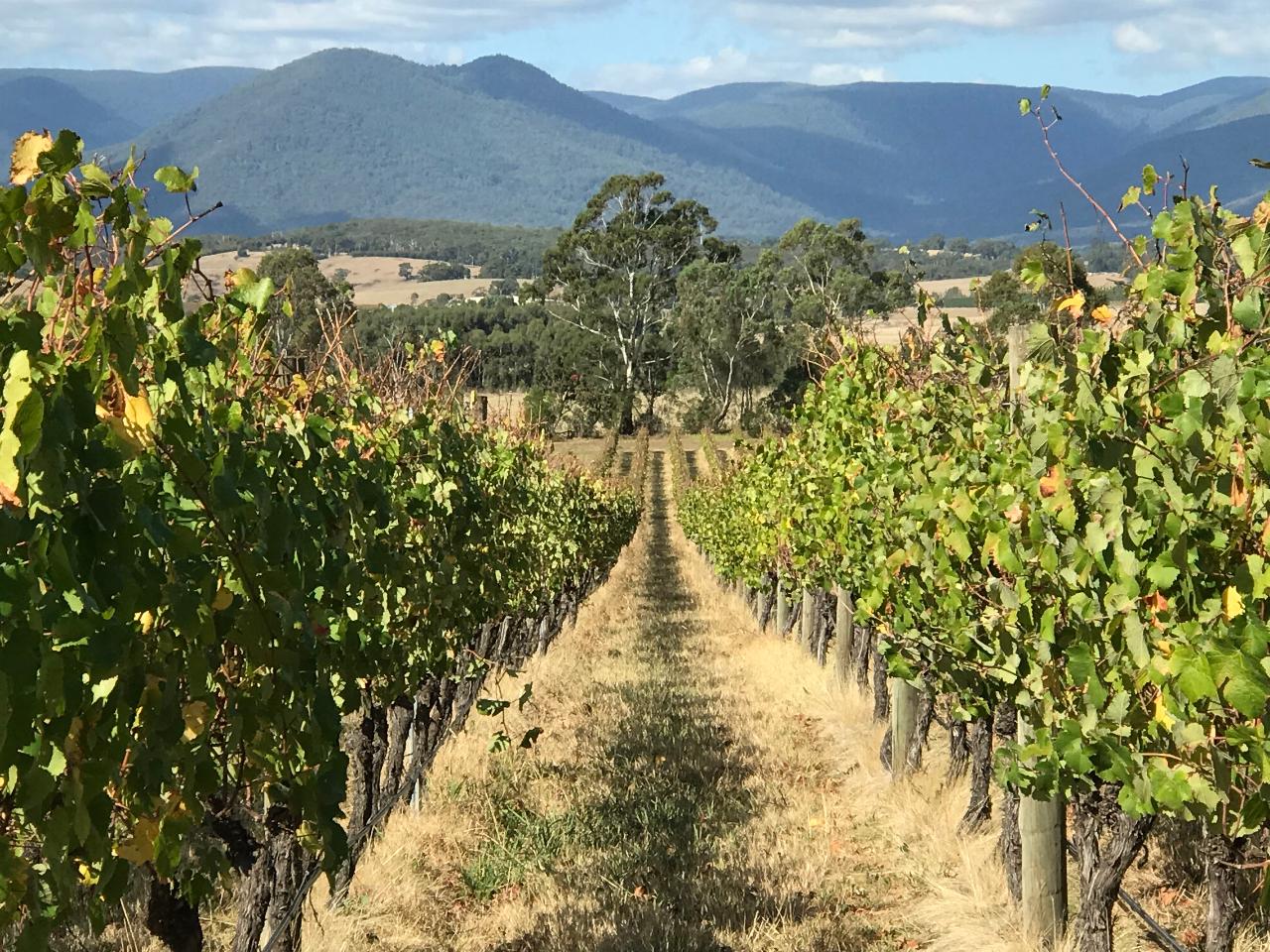 Hit the Road Tours: Yarra Valley Wineries Tour — Yarra Valley - Photo 3