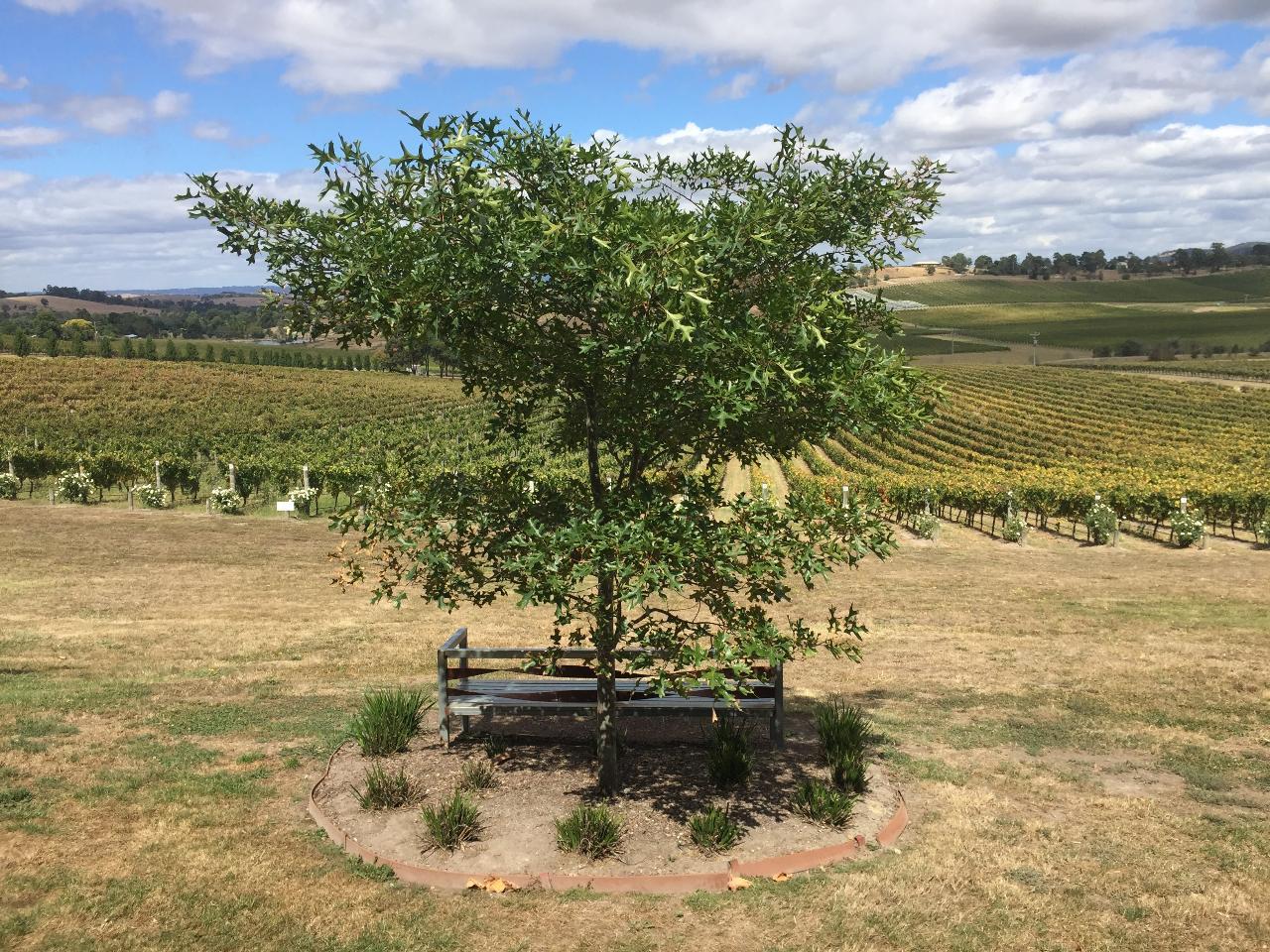 Hit the Road Tours: Yarra Valley Wineries Tour — Yarra Valley - Photo 6