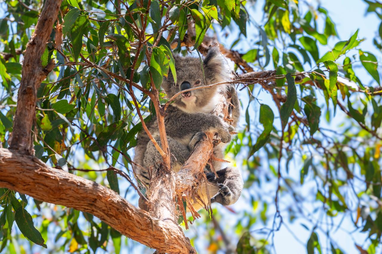 Australia Zoo Day Tour 