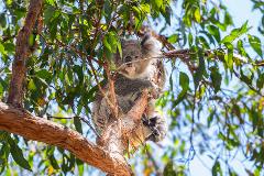 Healesville Sanctuary Private Tour