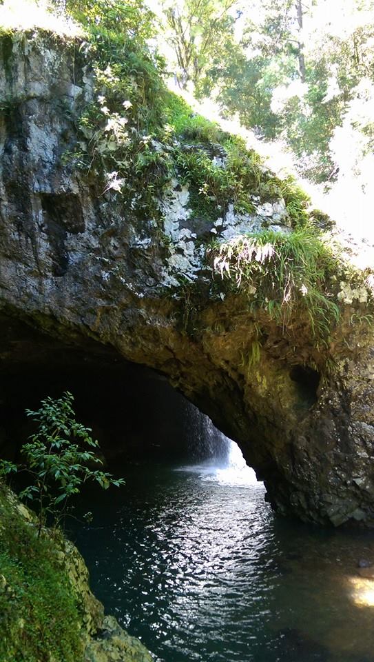 Springbrook & Tamborine rainforest Glow Worm day tour