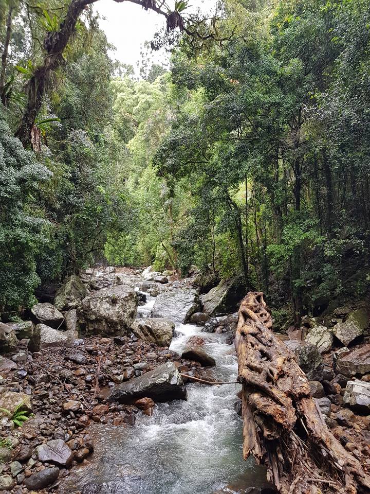 Springbrook National Park 1 day tour