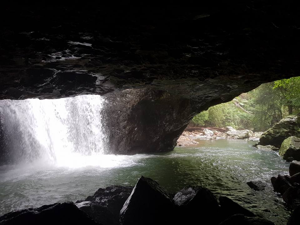 Springbrook National Park 1 day tour Bushwacker Eco Tours Reservations