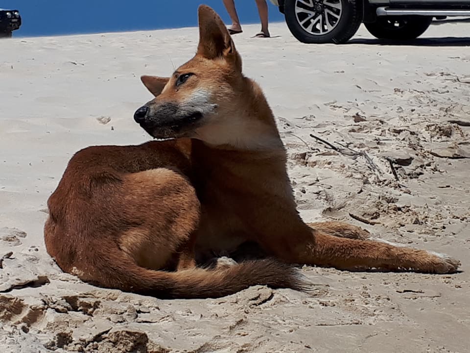 Fraser Island 3 day 4WD adventure tour