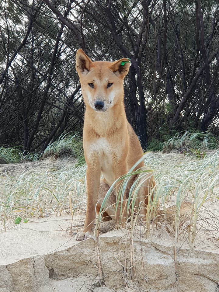 Fraser Island 3 day 4WD Kingfisher Bay Resort Adventure