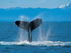 Tangalooma 1 Day Whale Watching Cruise - BRISBANE